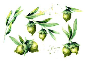 Green jojoba nuts set. Watercolor hand drawn illustration