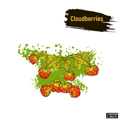 Colored image berry, cloudberries sketch