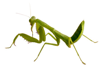 Mantis on white background. Closeup image of mantis looking into camera. Soothsayer or mantis green insect. Mantis head and arms with claws. Grass green Mantodea from tropical nature. Mantis