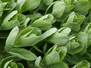 Fototapeta premium Hylotelephium spectabile or Sedum brilliantmany green plant close up