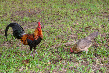 Close-up detail of a chicken pair of rooster and hen feeding in a grassy field. Nakhon Pathom, Thailand. Livestock and agriculture concept.