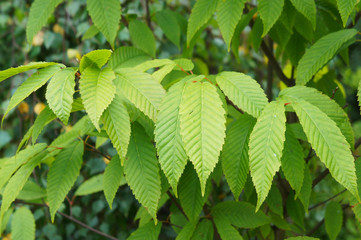 Carpinus tschonoskii green foliage