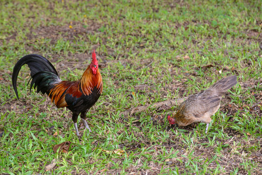 Close-up detail of a chicken pair of rooster and hen feeding in a grassy field. Nakhon Pathom, Thailand. Livestock and agriculture concept.