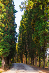 View of cypress alley in Sochi Arboretum in sunny day, Russia