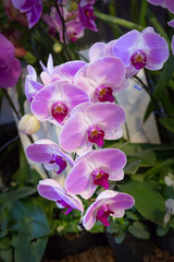 Fototapeta premium Orchids