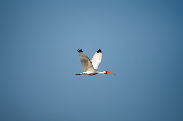 American White Ibis in Flight