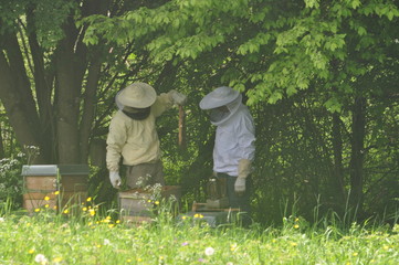 Honigerzeugung, Bienenstock