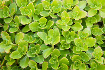 Sedum spurium green plant background