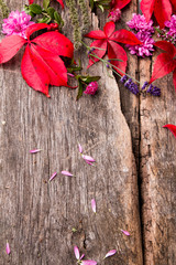 Colored leaves on wooden table. Autumn concept. Mix flowers on board.