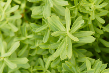 Rhodiola rosea green plant background