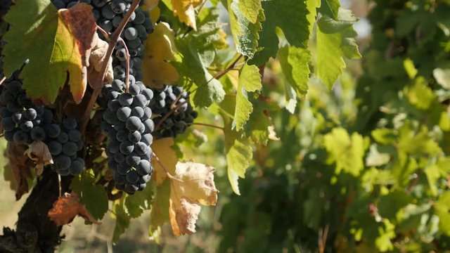 Organic common grape vine fruit footage - Close-up vineyard with Vitis vinifera plant