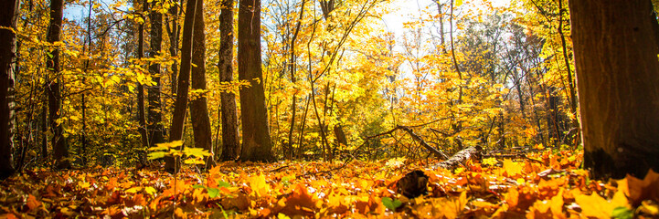 Autumn background nature landscape outdoor. Fallen forest. Long banner format.