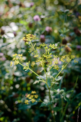 Green plant early morning time at autumn