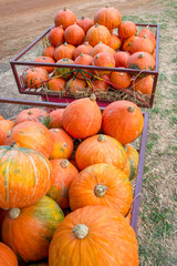 Wide angle side perspective of multiple pumpkin carts in a harvested field, Thailand. Vertical orientation. Fruits and autumn agriculture concept.