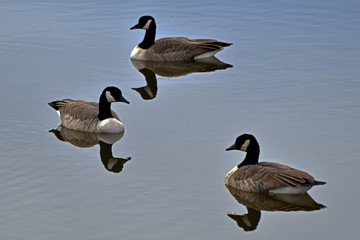 3 on the water