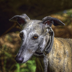 Obraz na płótnie Canvas light brown greyhound square