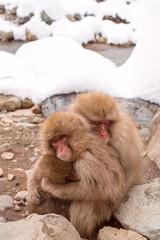 Family of snow monkeys in Jigokudani, Japan　地獄谷野猿公苑