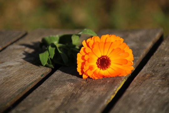 ringelblume auf altem holz