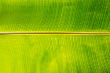 Banana leaf background