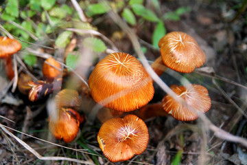Picking mushrooms. Mushroom picking in a forest during the autumn in nature. An inedible mushroom growing. The sickener, russula emetica, mushroom with orange cap, toadstools, brown mushroom, boletus.