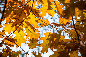 Oak leaves against the sunlight in autumn. Fall autumn background.