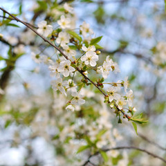 white spring flowers on a tree branch