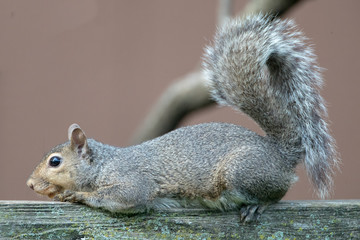 Rlaxing Eastern Grey Squirrel