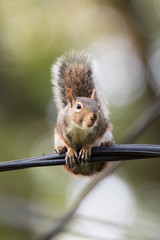 Eastern Grey Squirrel on a Wire © Scott