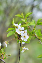 white spring flowers on a tree branch