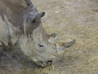 Naklejka premium Rhinoceros