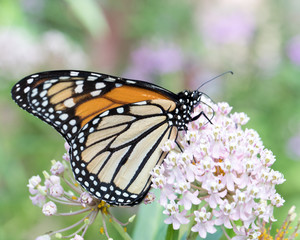 Monarch on Milkweed