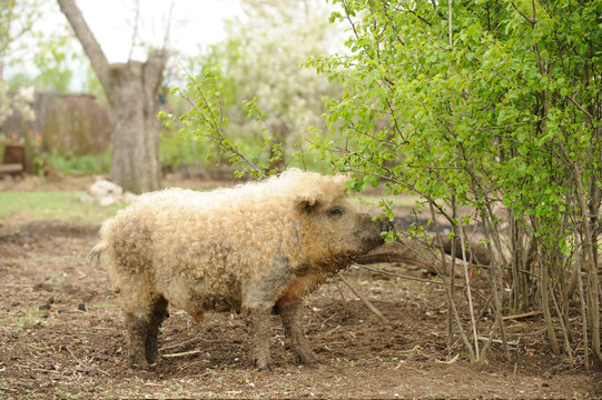 A huge boar of the breed Hungarian mangalitsa cuts off young leaves from the bush in early spring