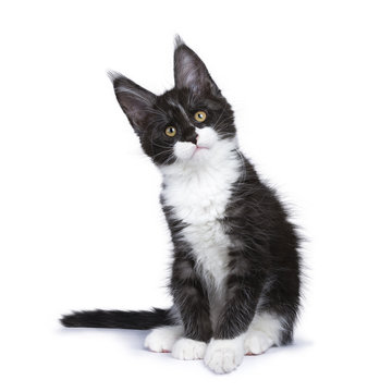 Black smoke Maine Coon kitten sitting with titeld head looking at camera isolated on white background