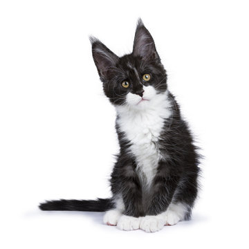Black smoke Maine Coon kitten sitting with titeld head looking to the side isolated on white background