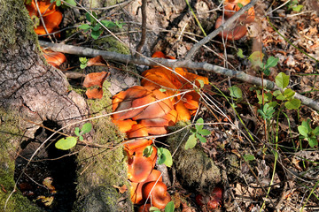 Picking mushrooms. Mushroom picking in a forest during the autumn in nature. An inedible mushroom growing. The sickener, russula emetica, mushroom with orange cap, toadstools, brown mushroom, boletus.