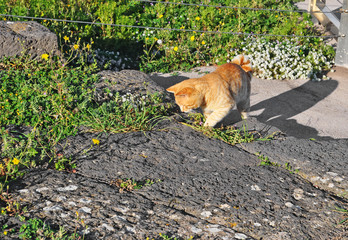 Obraz premium cat in the garden