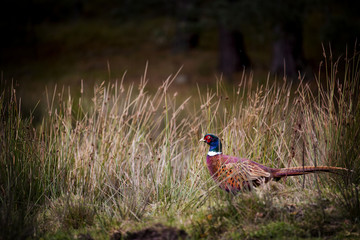 on the moor
