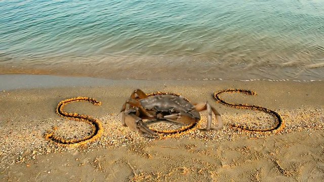 	Crab and an inscription on sand, the beach.