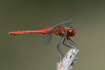 Libellula posata su ramo secco-Sympetrum sanguineum, maschio