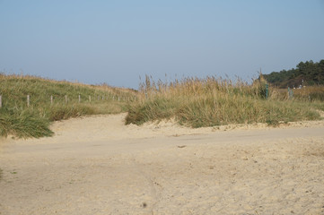 Schilfgras an der Nordsee