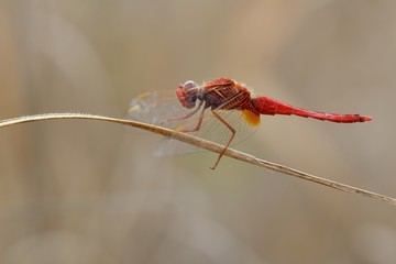 Libellula posata su foglia secca-Crocothemis erythraea, maschio