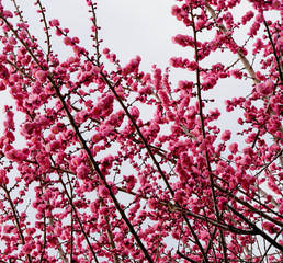 Japon - au rythme des cerisiers en fleurs