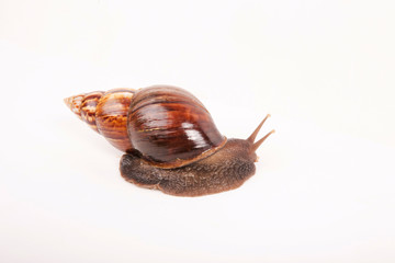 Snail (Amphidromus)