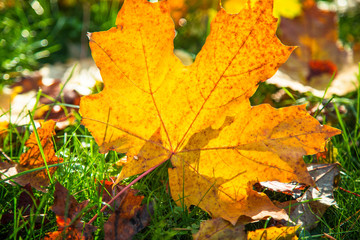 Autumn nature background.