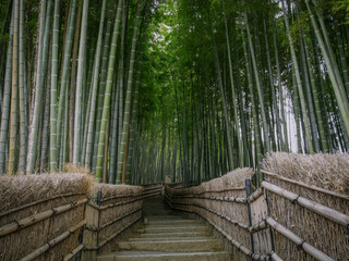 Bambouseraie d'Arashiyama, kyoto, japon