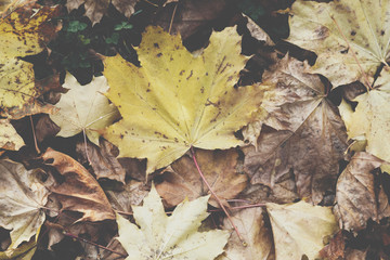 Season of beautiful autumn leaves. Nature background.