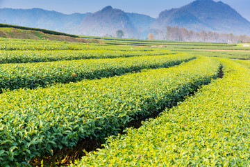 Wooden board empty table in front of Green tea plantation landscape