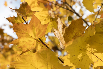 Season of beautiful autumn leaves. Nature background.