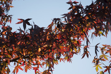 feuilles d'&eacute;rable en automne