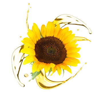 Sunflower and cooking oil splashes on white background